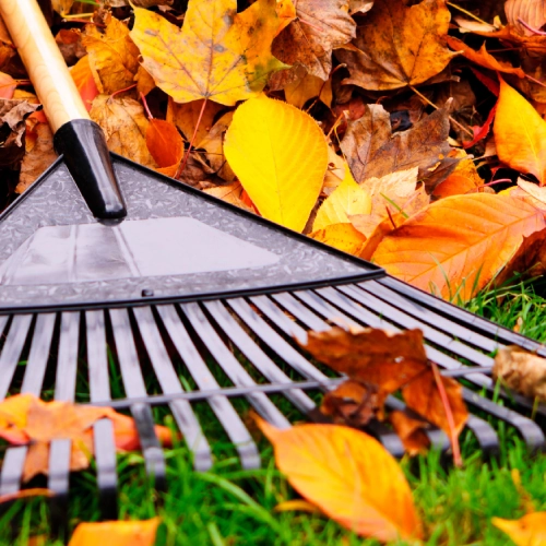 Yard Clean Up